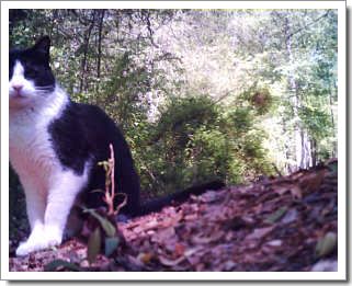 Une webcam sur un chat : voyage 1