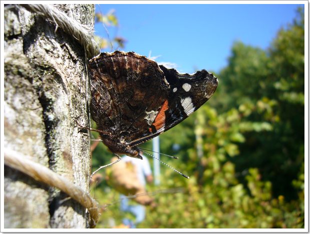 Vendanges 2007 en Alsace à Menchhoffen : un papillon