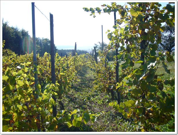 Vendanges 2007 en Alsace à Menchhoffen : les vignes