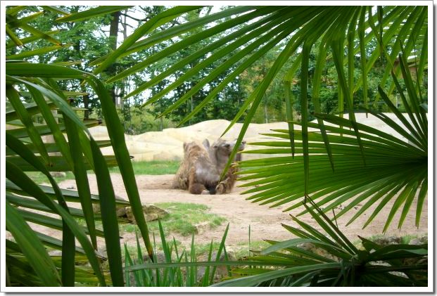 Zoo d'Amnéville : des chameaux