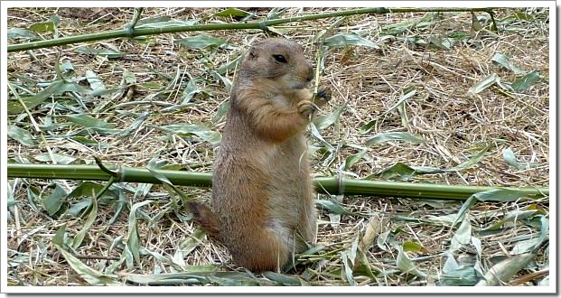 Zoo d'Amnéville : un chien de prairie