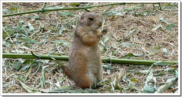 Zoo d'Amnéville : un chien de prairie