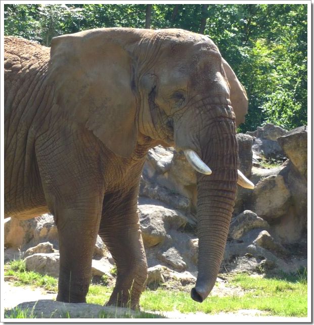 Zoo d'Amnéville : un éléphant