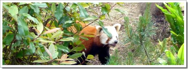 Un firefox au zoo d'Amnéville