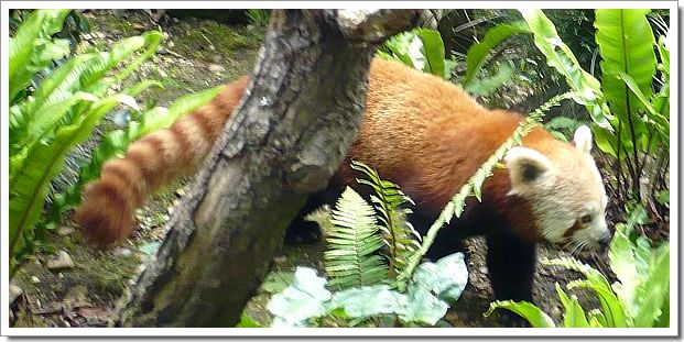 Un firefox au zoo d'Amnéville