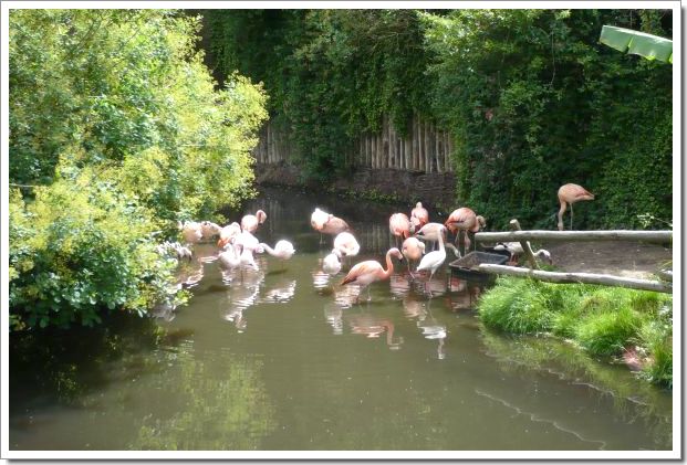 Zoo d'Amnéville : des flamands roses