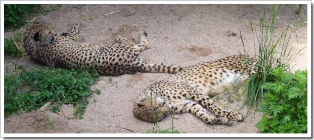 Zoo d'Amnéville : les guépards se reposent