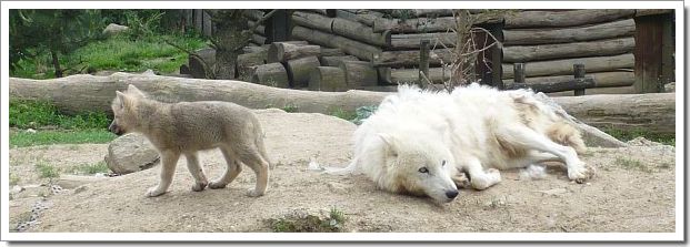 Zoo d'Amnéville : une louve et son petit