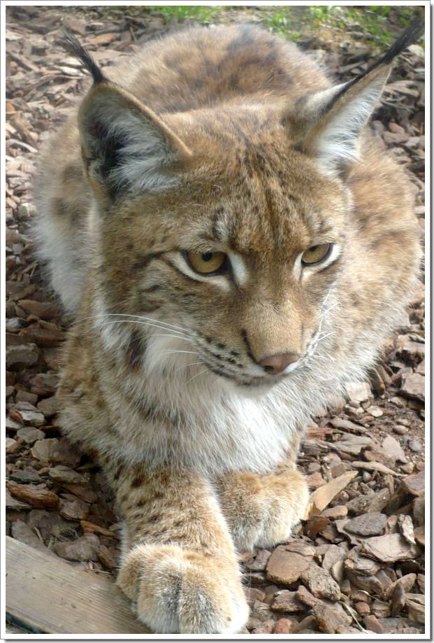 Zoo d'Amnéville : un lynx qui vient d'apercevoir son repas