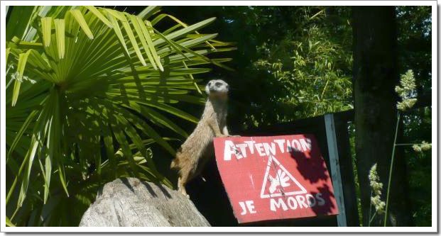 Zoo d'Amnéville : une mangouste