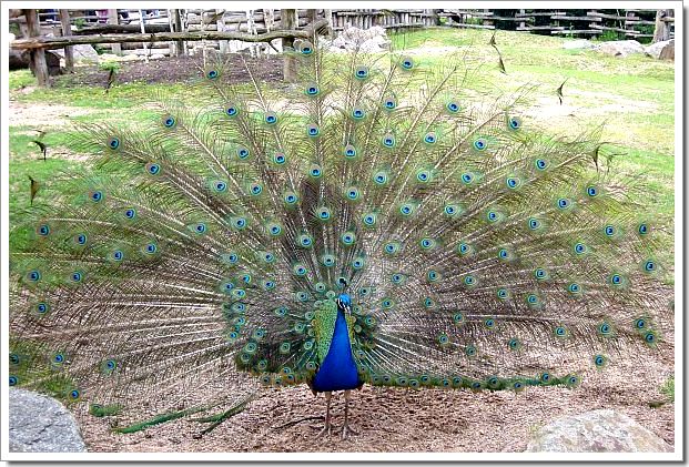 Zoo d'Amnéville : un paon