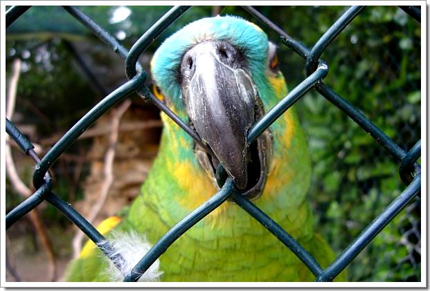 Zoo d'Amnéville : un perroquet